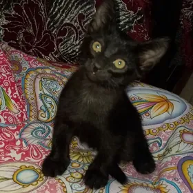 Котята