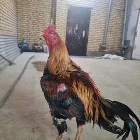 Horaz