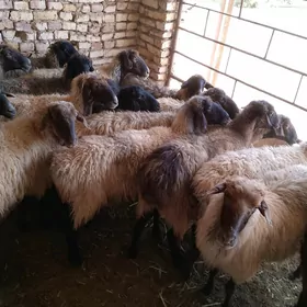 goýun