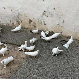 Kepderi