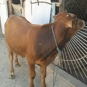 şwes öküz