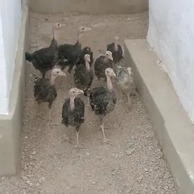 İnduk Jüje