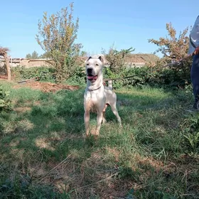Алабай