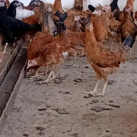 jüje