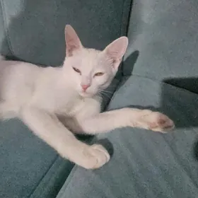 Котенок