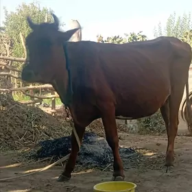 Bogaz sygyr