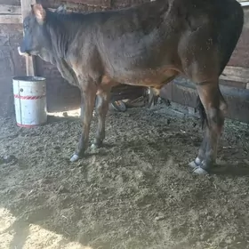 Okuzce