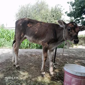 Okuzçe