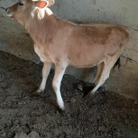 tuwetuwe