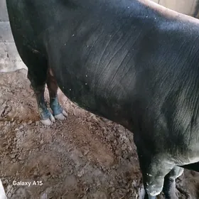 ÖKÜZ.