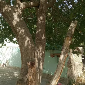 Туд агачы