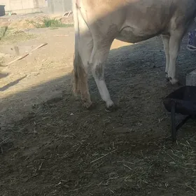 Sygyr tuwe baklan