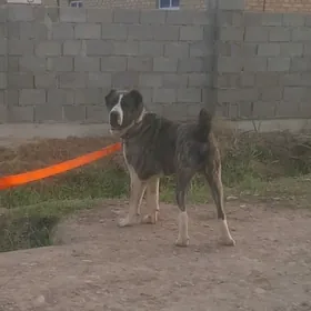 Gaplañ
