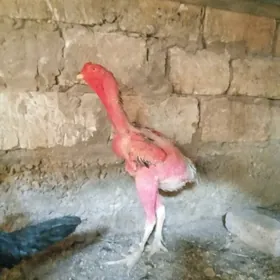 Taşgent..