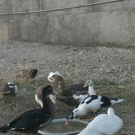 Ördekler gak gak