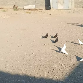 Kepderi