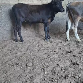 3 Öküz