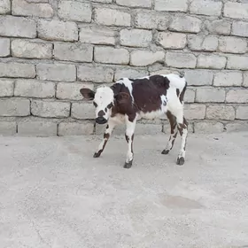 Galiştein öküzçe