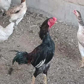 horaz