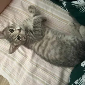 Котёнок