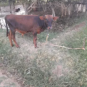 okuzçe