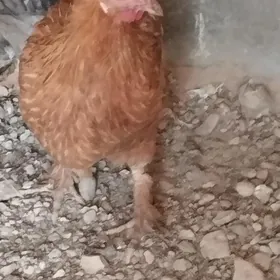 brama tawuk