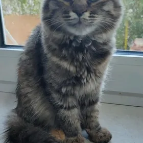 Кошка домашняя,