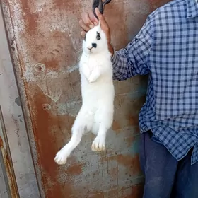 Towşanlar