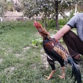 Карей хораз
