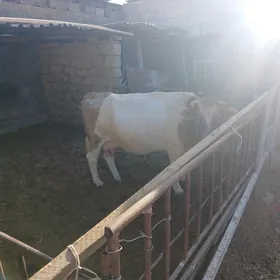 Sygyr