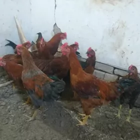 Horaz 8 aylyk