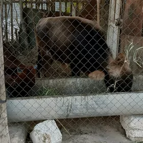 okuzceler.