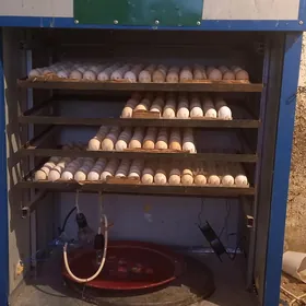 Inkubator