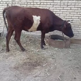 bogaz sygyr