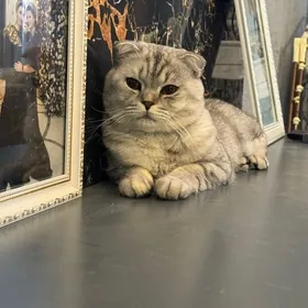 пропал кот