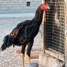 horaz