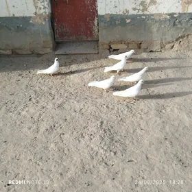 kepderi
