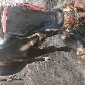 sygyr