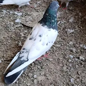 kepder