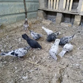 Kepderi