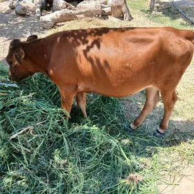 Göle