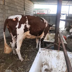 Simental Göleli Sigir Arginal