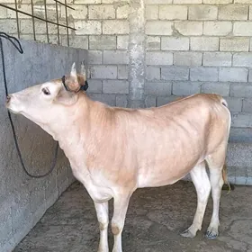 BAKYLAN TÛWE