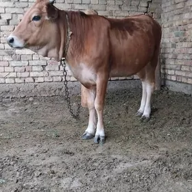 tüwe