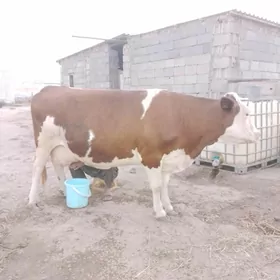 сыгыр