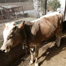 ökizçe