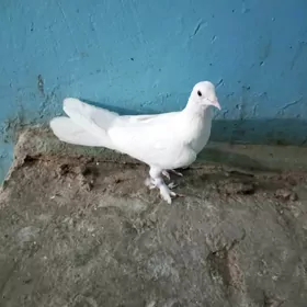 kepderi