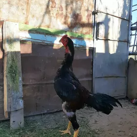 horaz