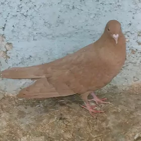 kepderi