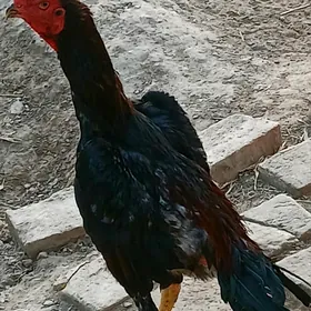Baýsow  horaz